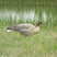 Pink-footed Goose